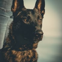 K9JF service dog