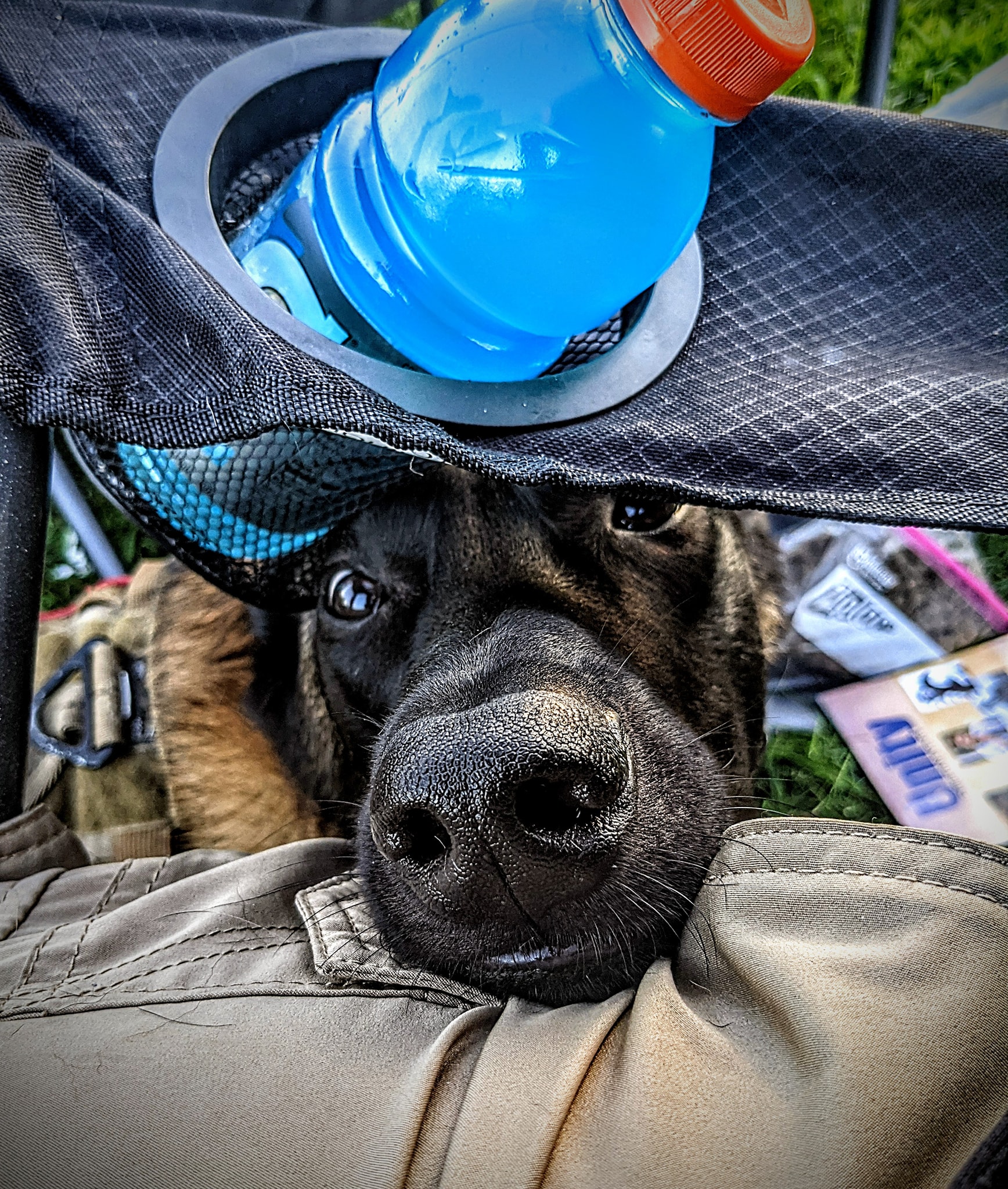 K9JF service dog on the job