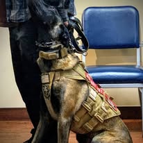 Service dog in tactical vest during training session